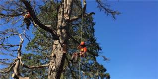 Tree Stump Removal Berkshire
